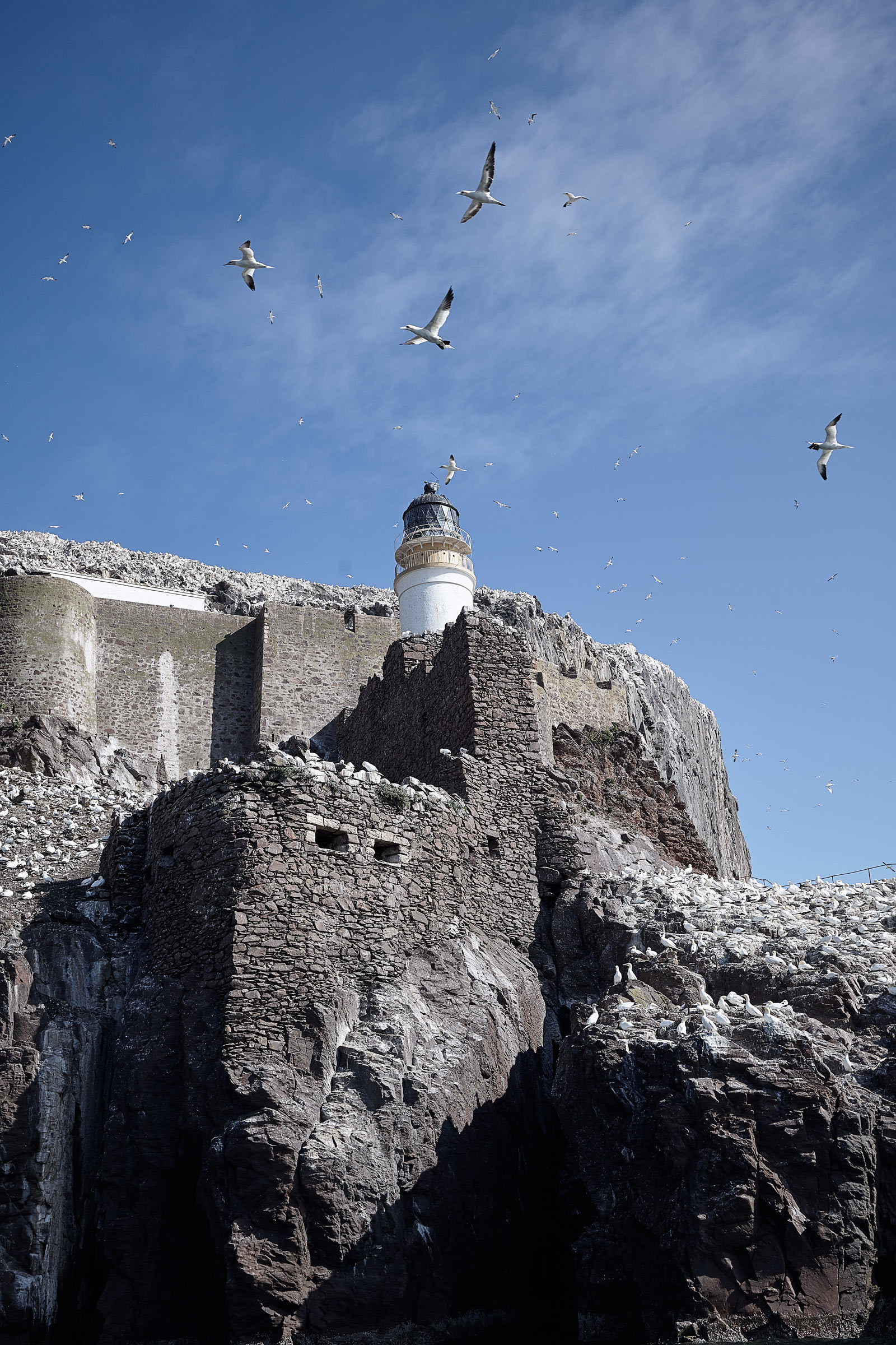 Bass Rock Lighthouse and Gannets, Alastair Ferrier travel and editorial photographer.