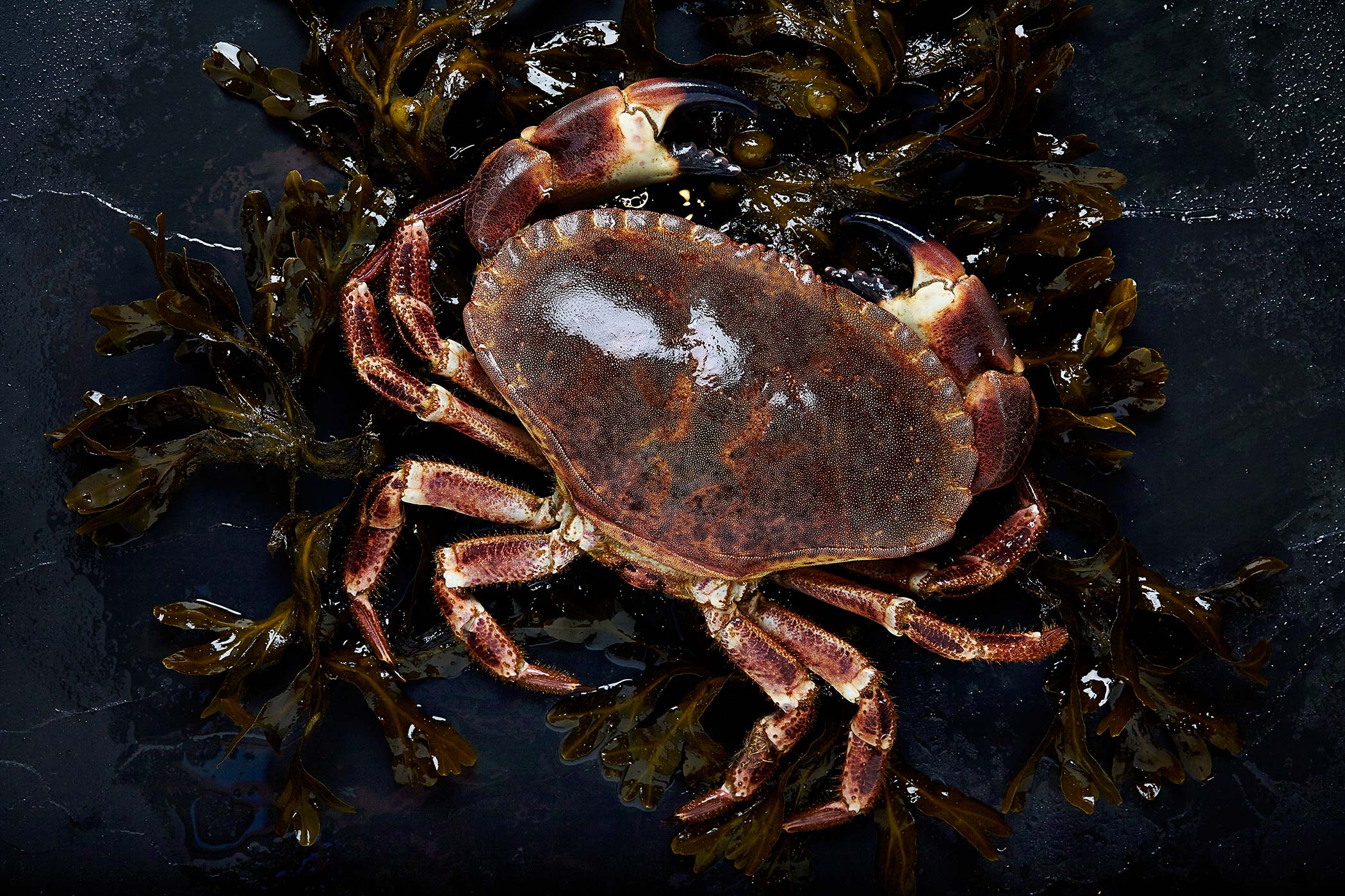 Fresh Crab, The Hebridean Food Company, Glasgow food photographer