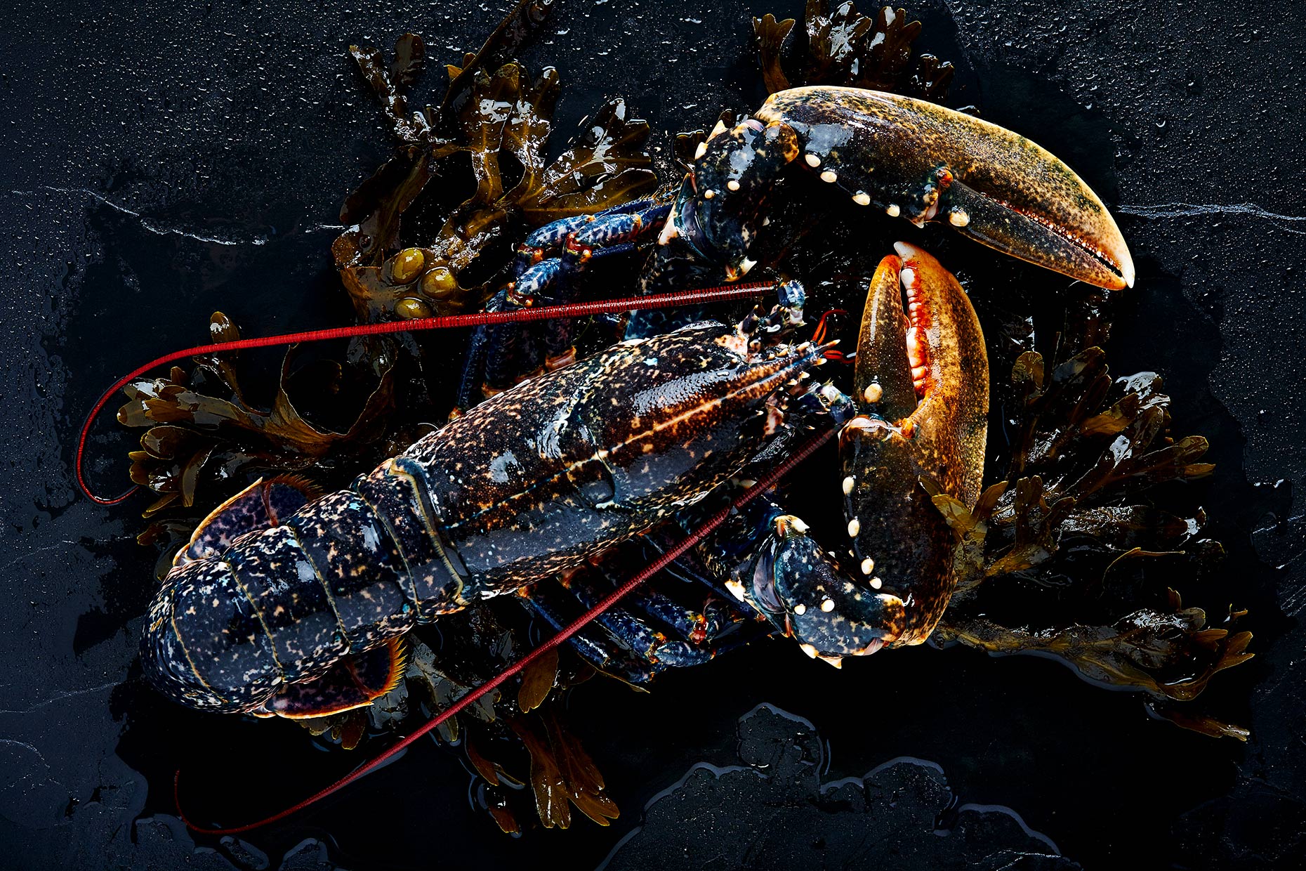 Fresh Lobster, The Hebridean Food Company, Glasgow food photographer