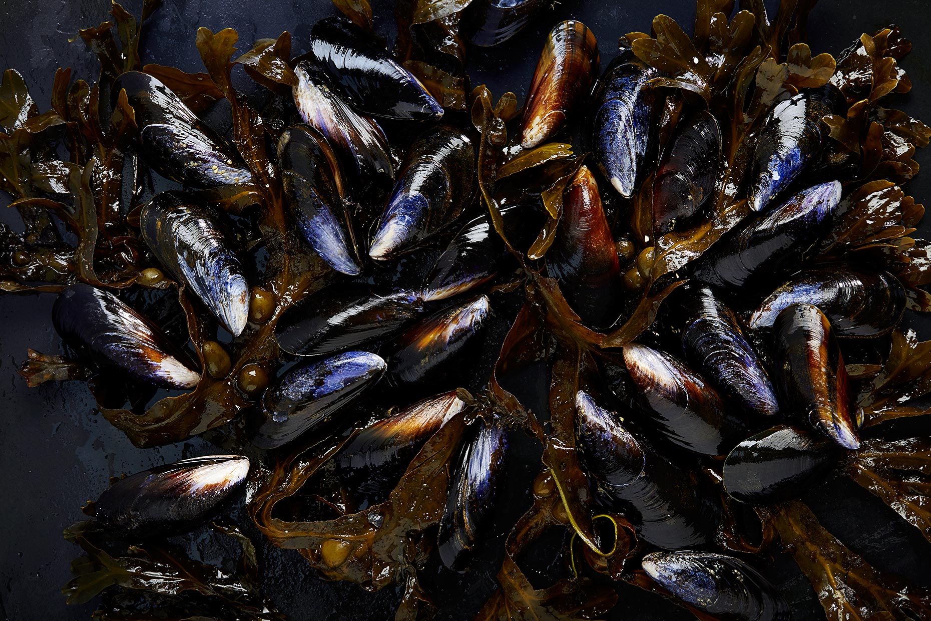 Fresh Mussels,  Hebridean Food Company, Edinburgh food photographer