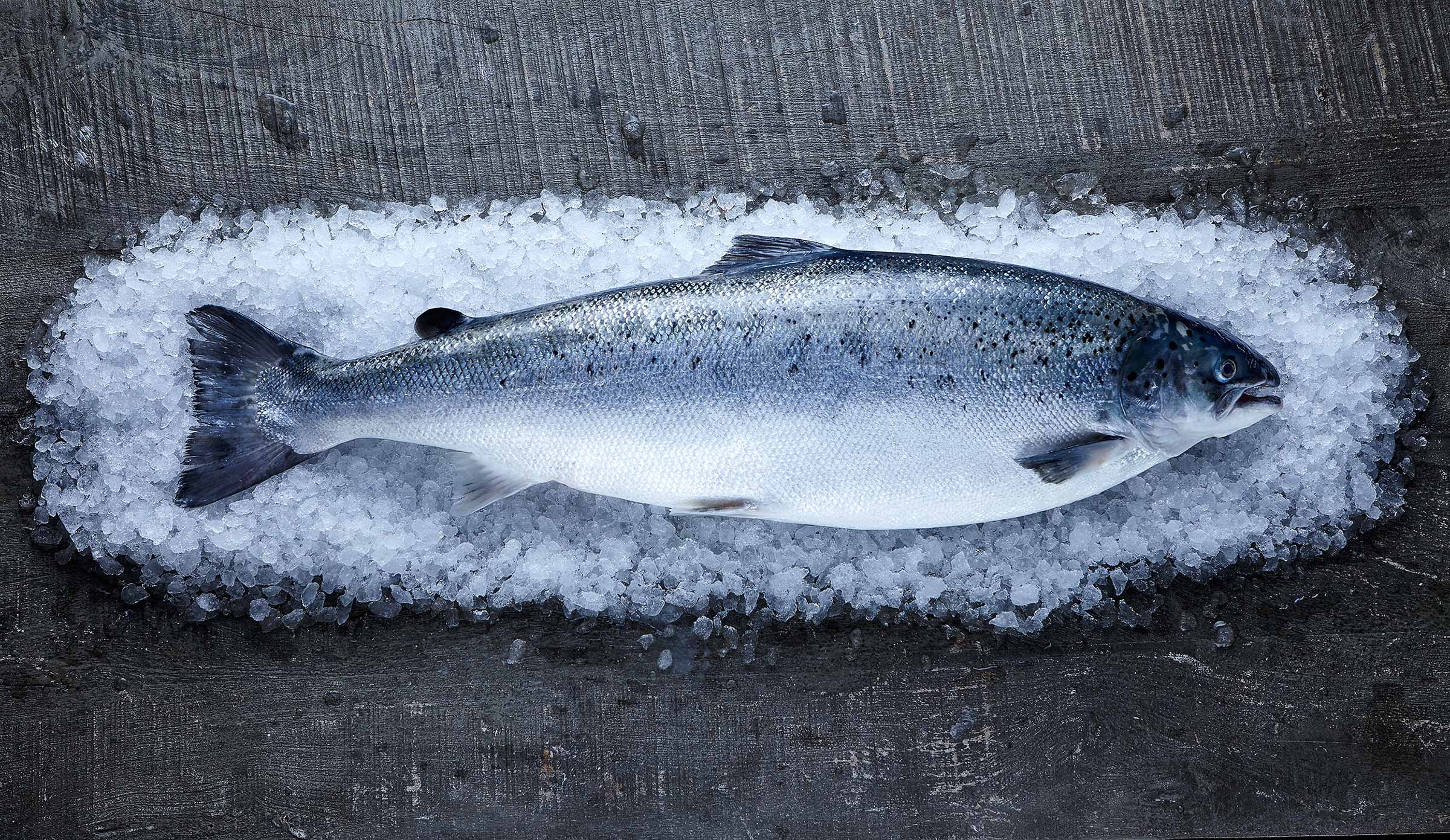Loch Duart Salmon on ice, Edinburghfood photographer, 