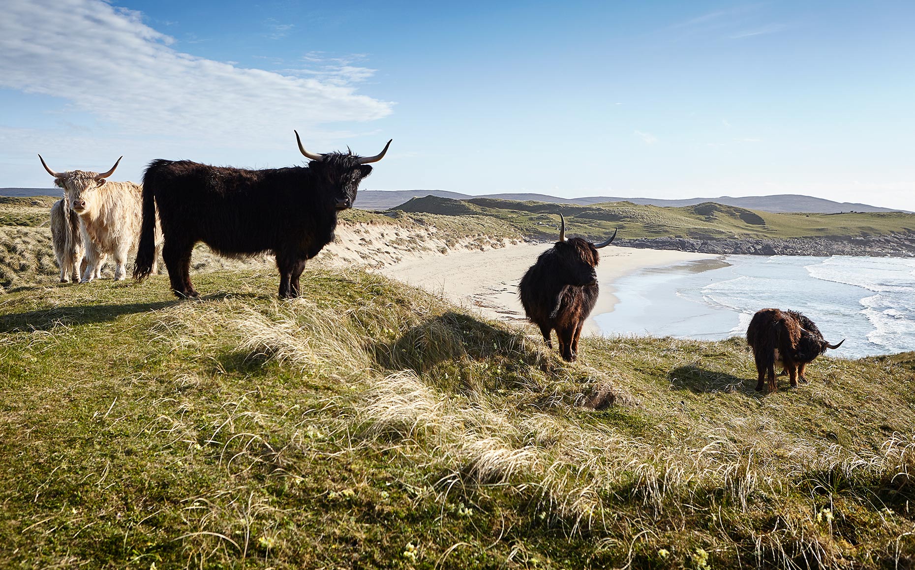 Vallay island cows,  Uist, Outer Hebrides, Hebridean Food Company.